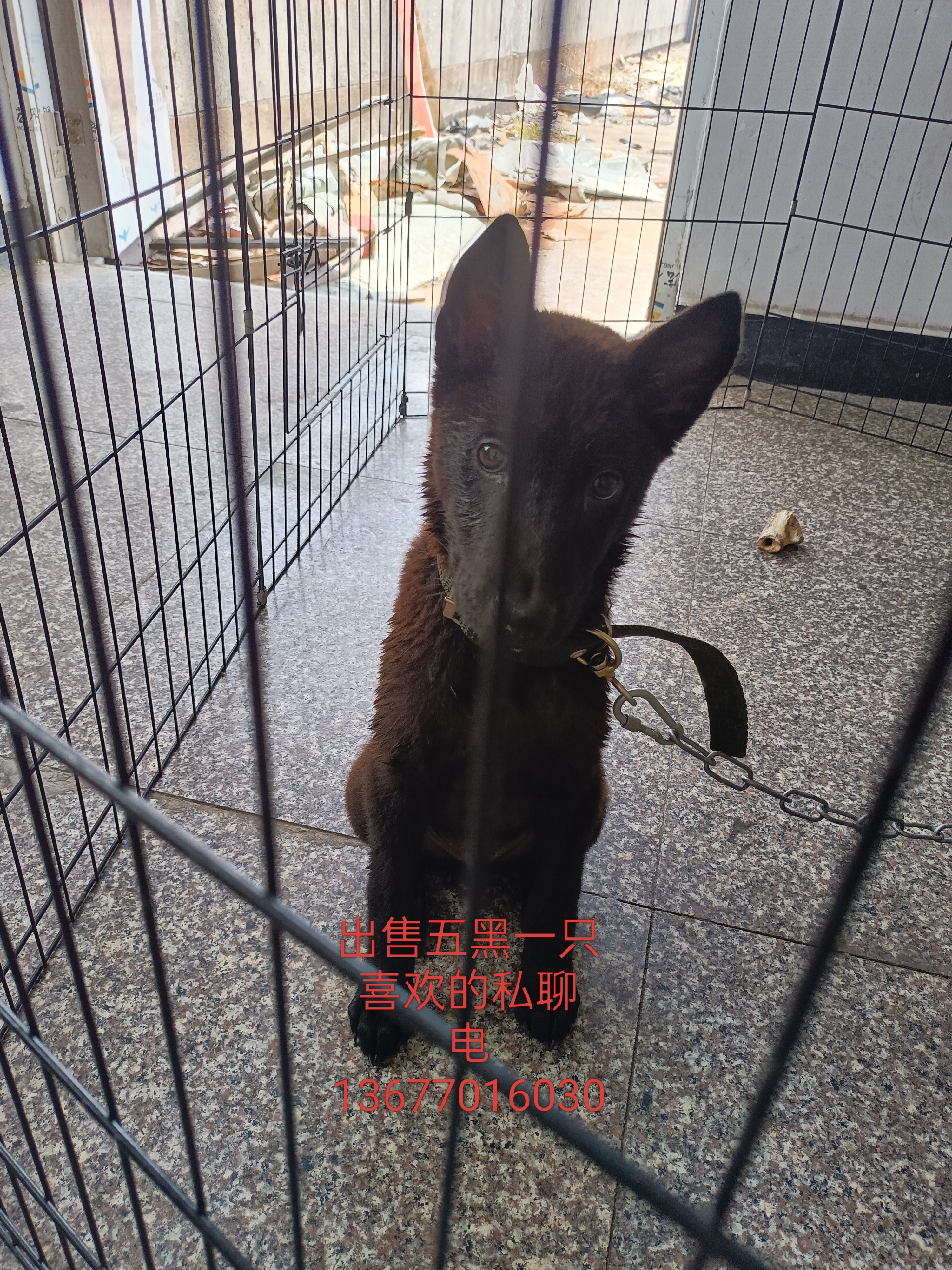 五黑犬3个月大，疫苗三针 7天包细小 健康活泼
